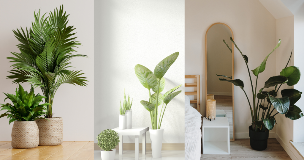 A collage of three pictures of potted plants.