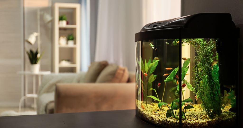 A fish tank on a living room table, filled with clear water.