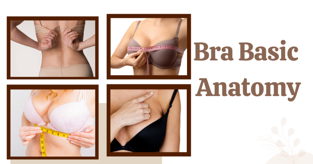 Image of Understanding bra basic  Anatomy